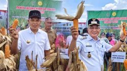 Tanpa Pupuk Kimia, Jagung Tetehaka Hasilkan Panen Melimpah