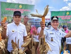 Tanpa Pupuk Kimia, Jagung Tetehaka Hasilkan Panen Melimpah