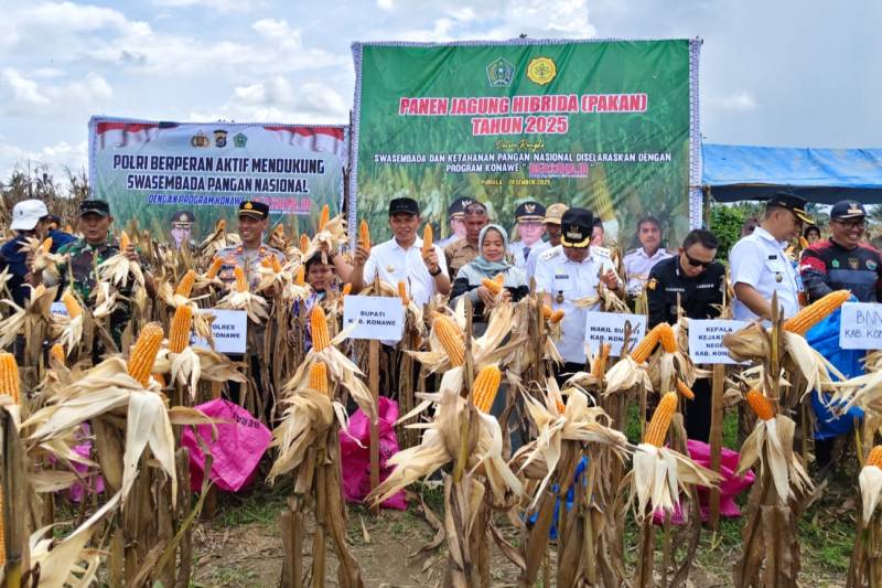 Tanpa Pupuk Kimia, Jagung Tetehaka Hasilkan Panen Melimpah 3 1765967988295