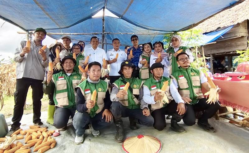 Tanpa Pupuk Kimia, Jagung Tetehaka Hasilkan Panen Melimpah 4 1765968007453
